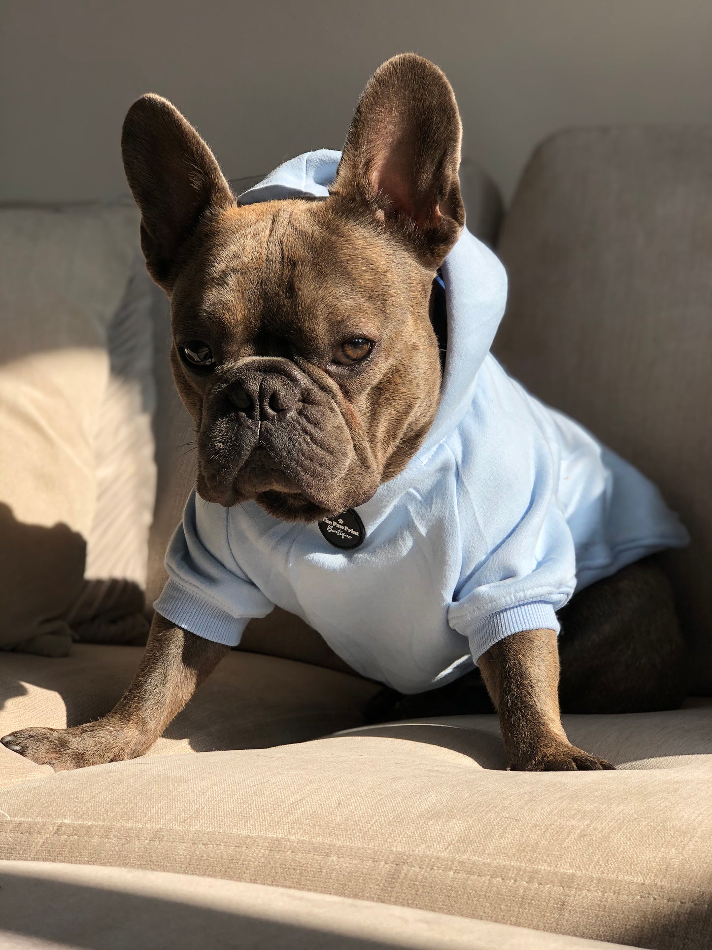 Dog Hoodie - Baby Blue