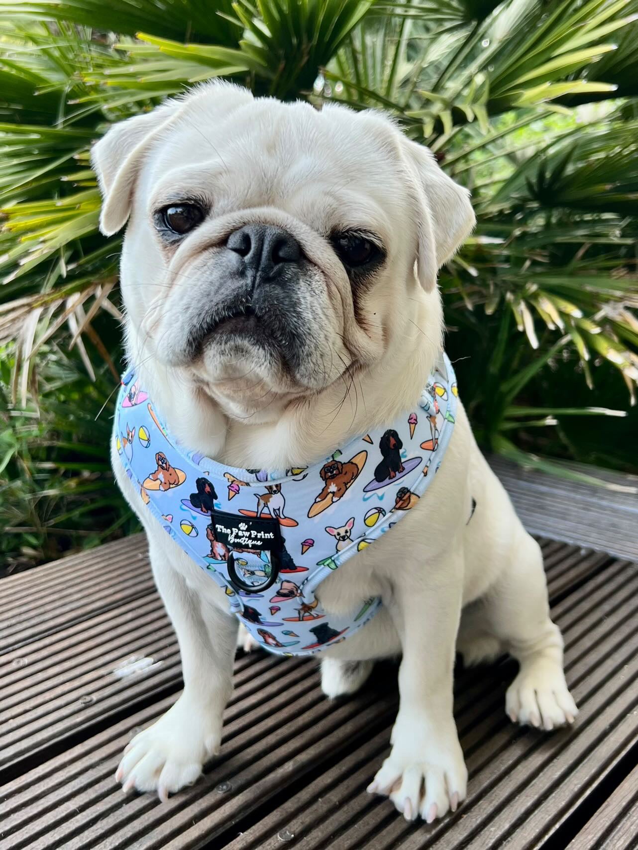 The Surfs Pup Harness