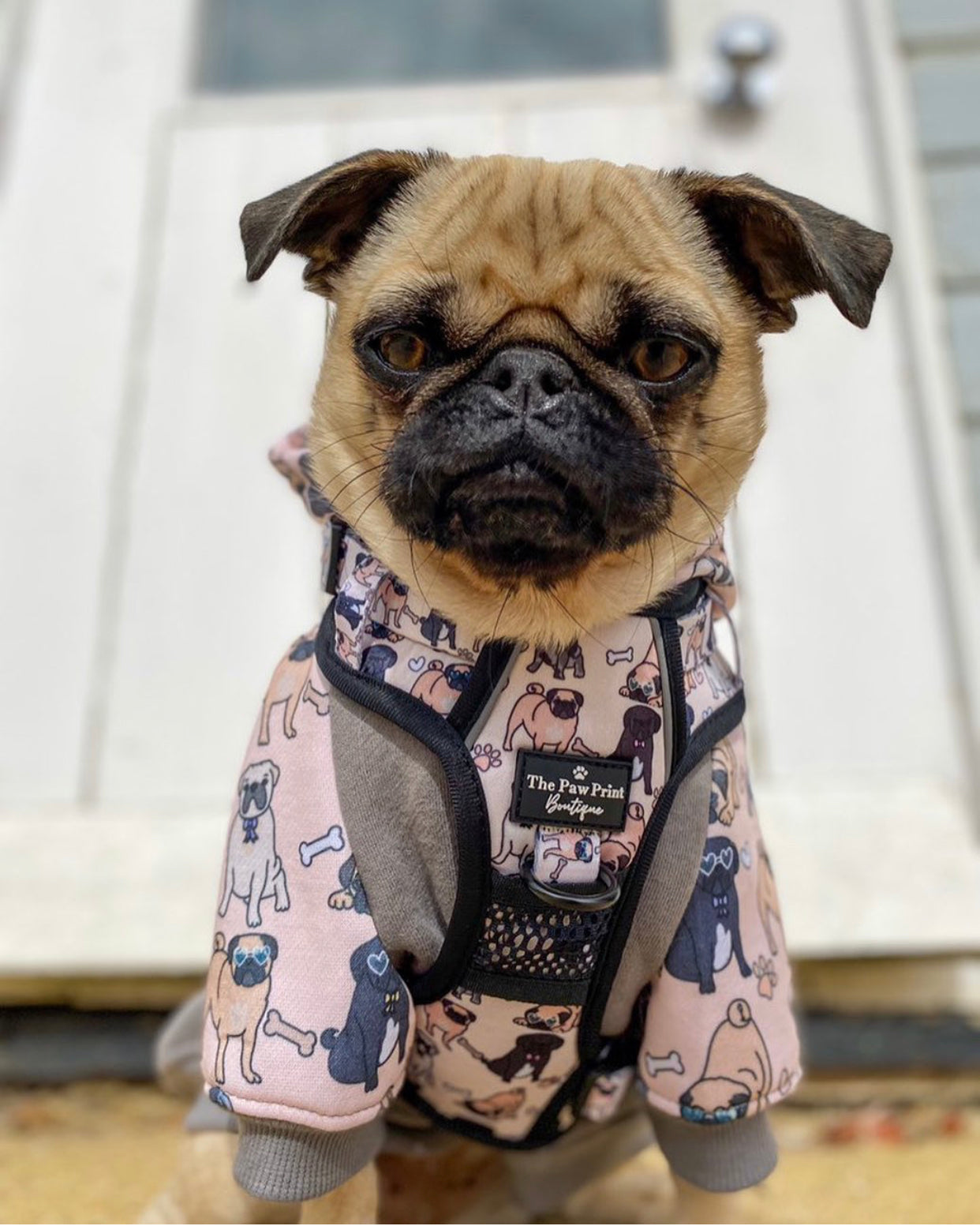 The Pug Harness (Adventure Paws Style)
