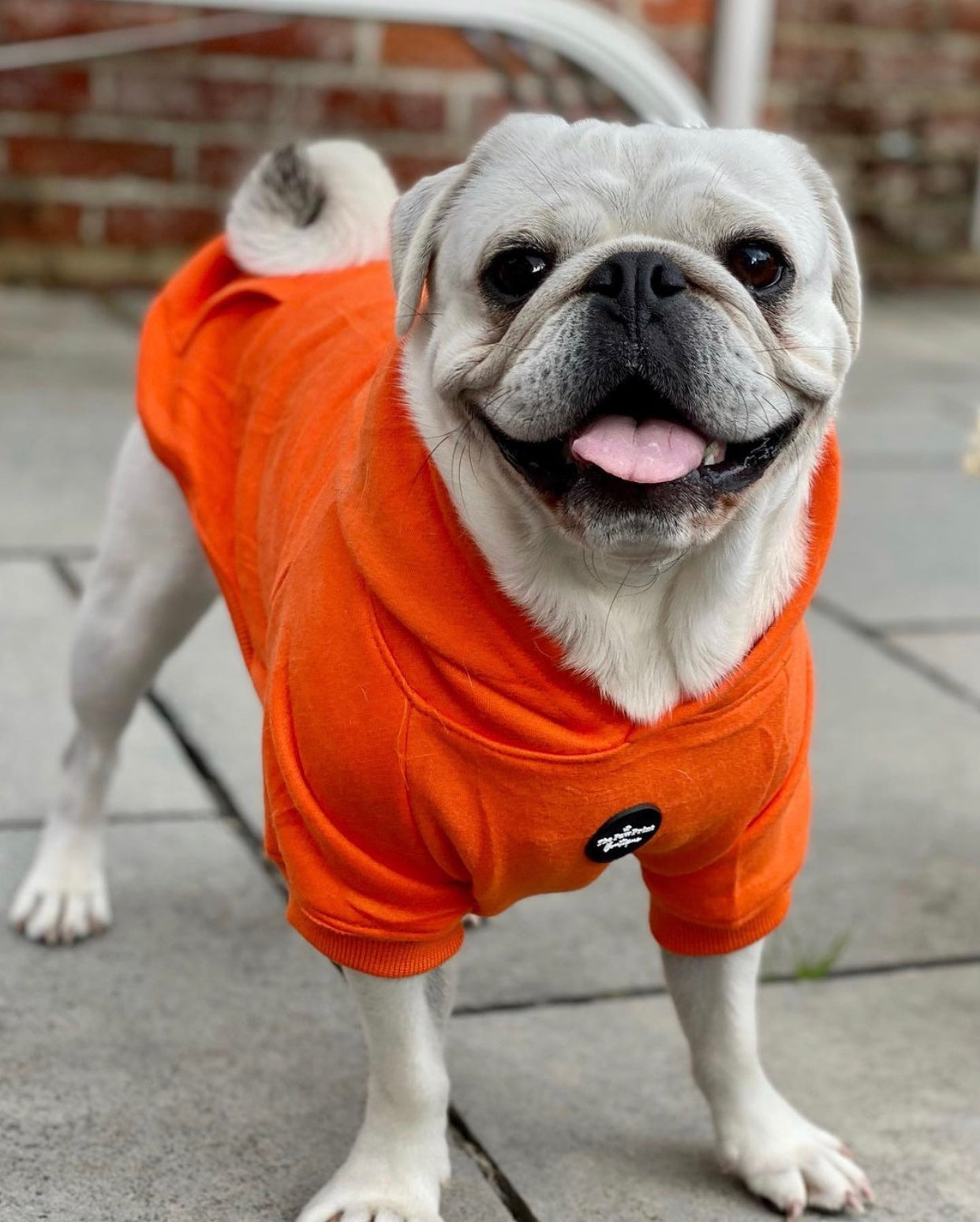Dog Hoodie - Orange