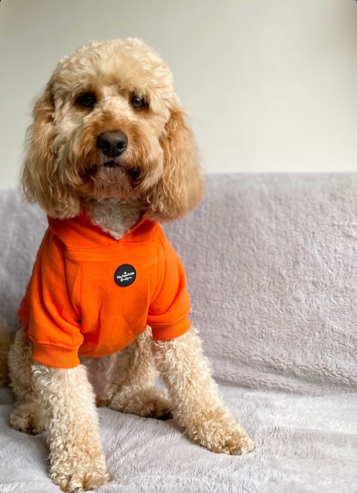 Dog Hoodie - Orange