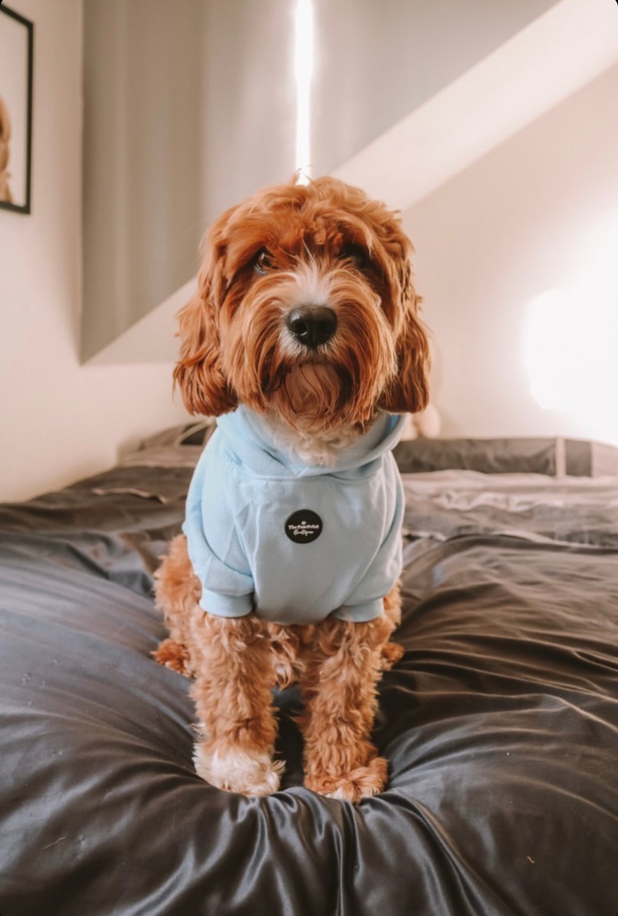 Dog Hoodie - Baby Blue
