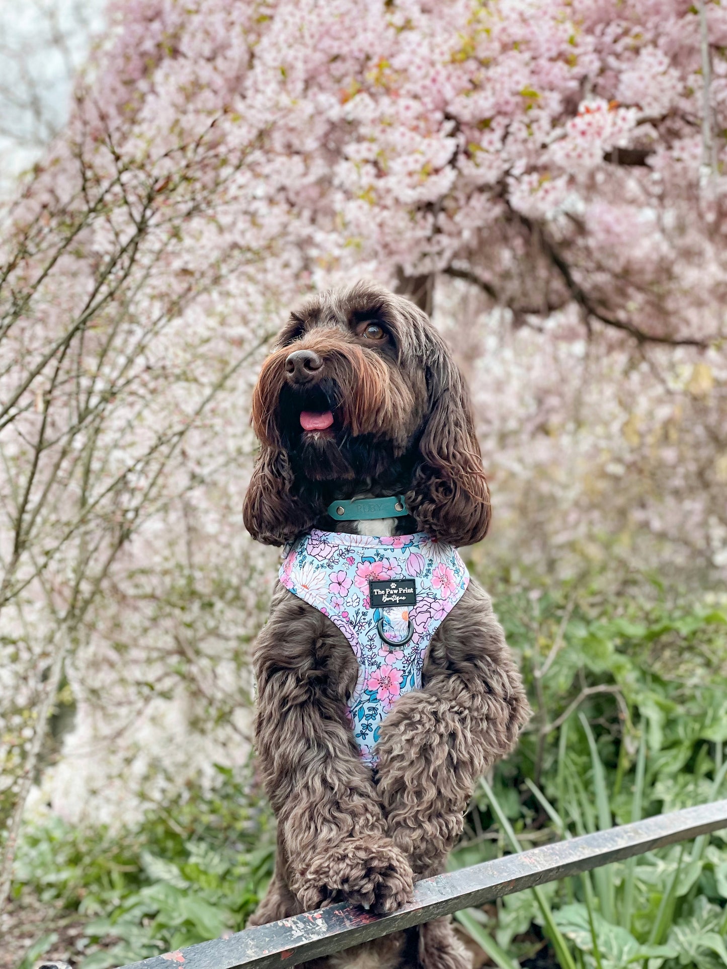 The Fabulous in Floral Harness