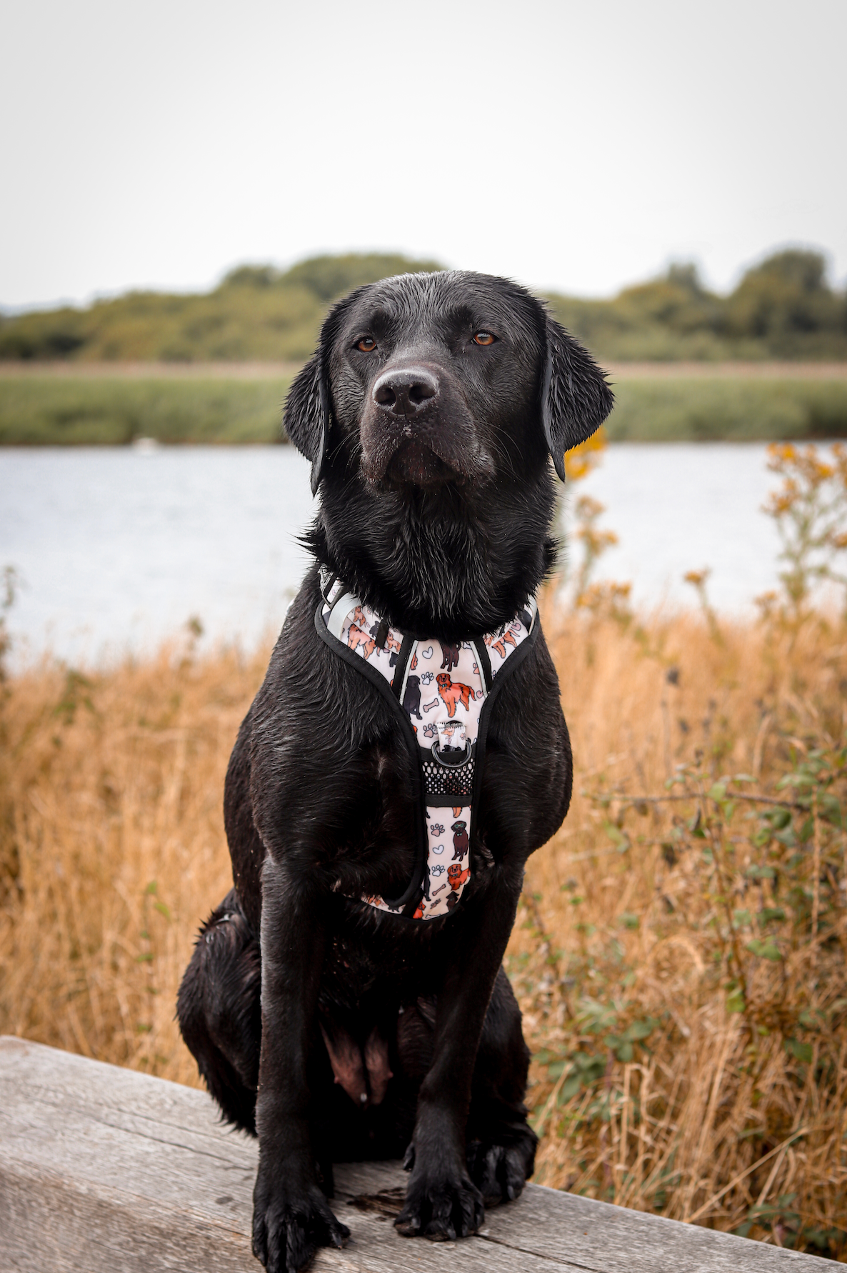 Labrador harness deals