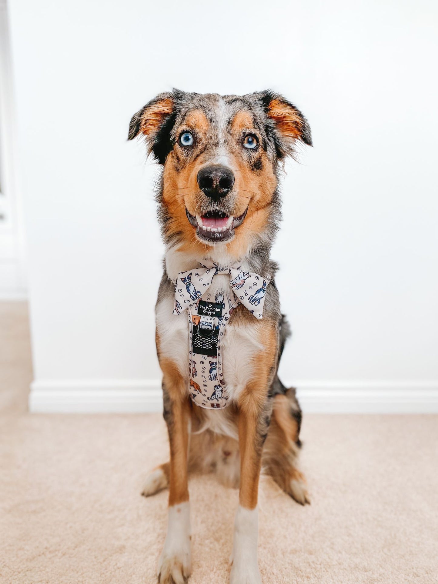 The Collie Harness (Adventure Paws Style)