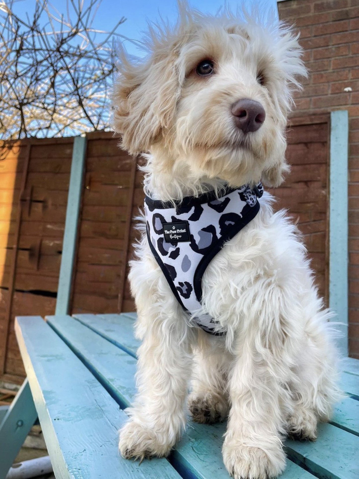 The Snow Leopawrd Harness