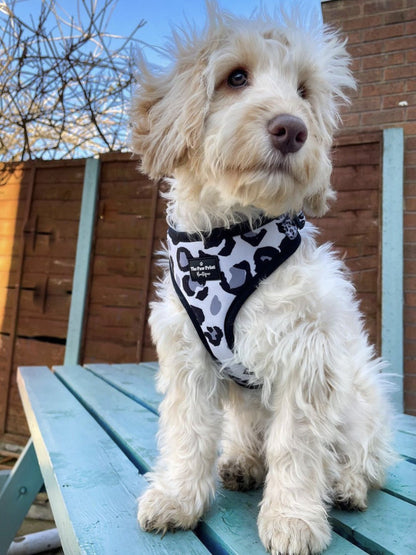 The Snow Leopawrd Harness