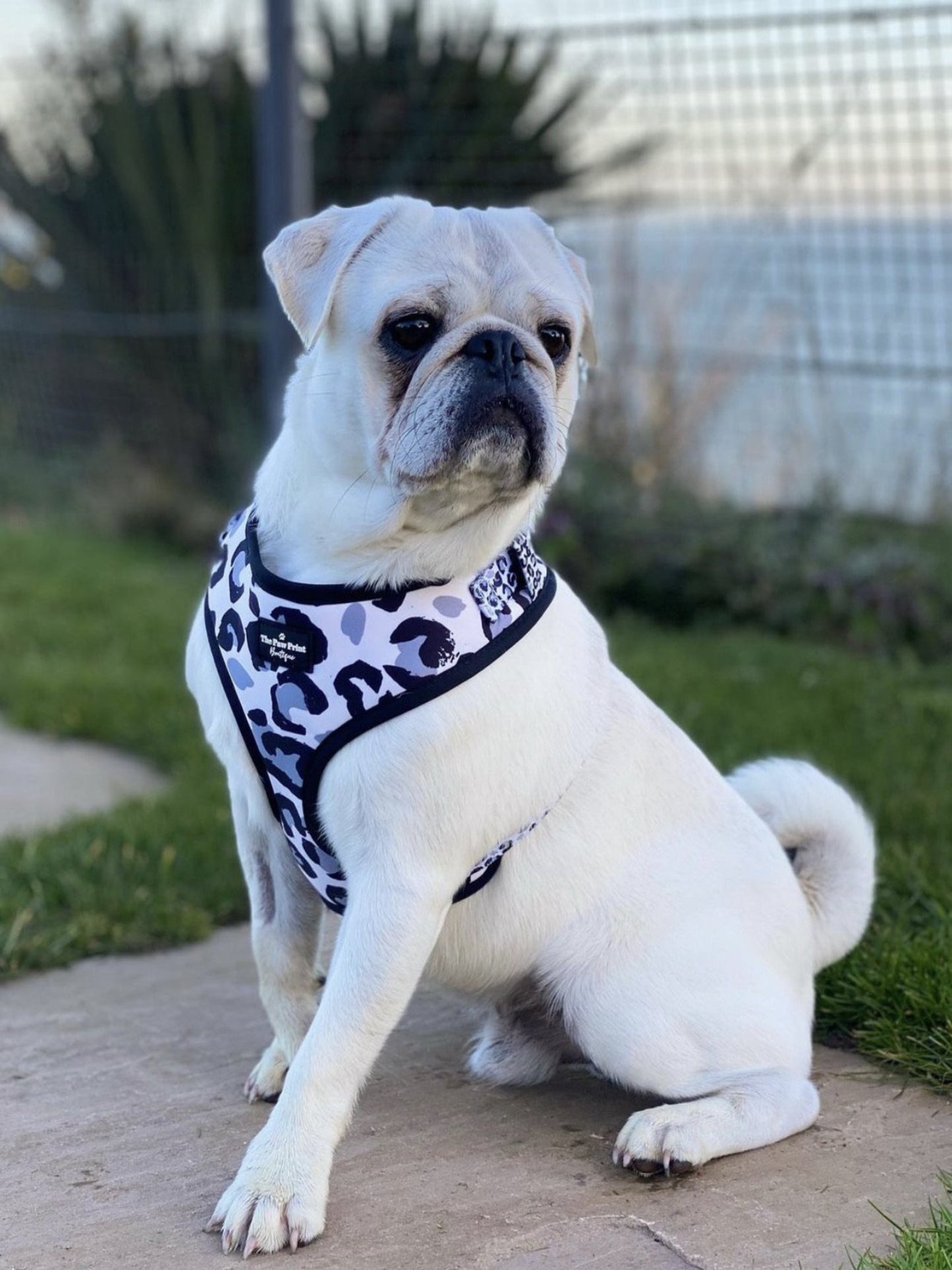 The Snow Leopawrd Harness