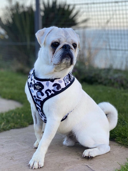 The Snow Leopawrd Harness