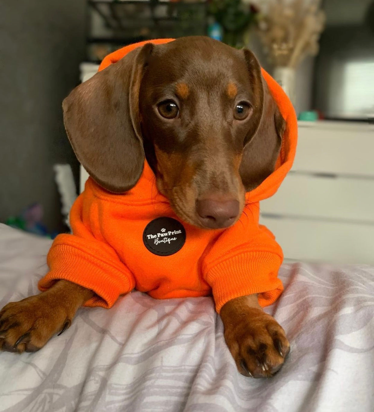 Dog Hoodie - Orange