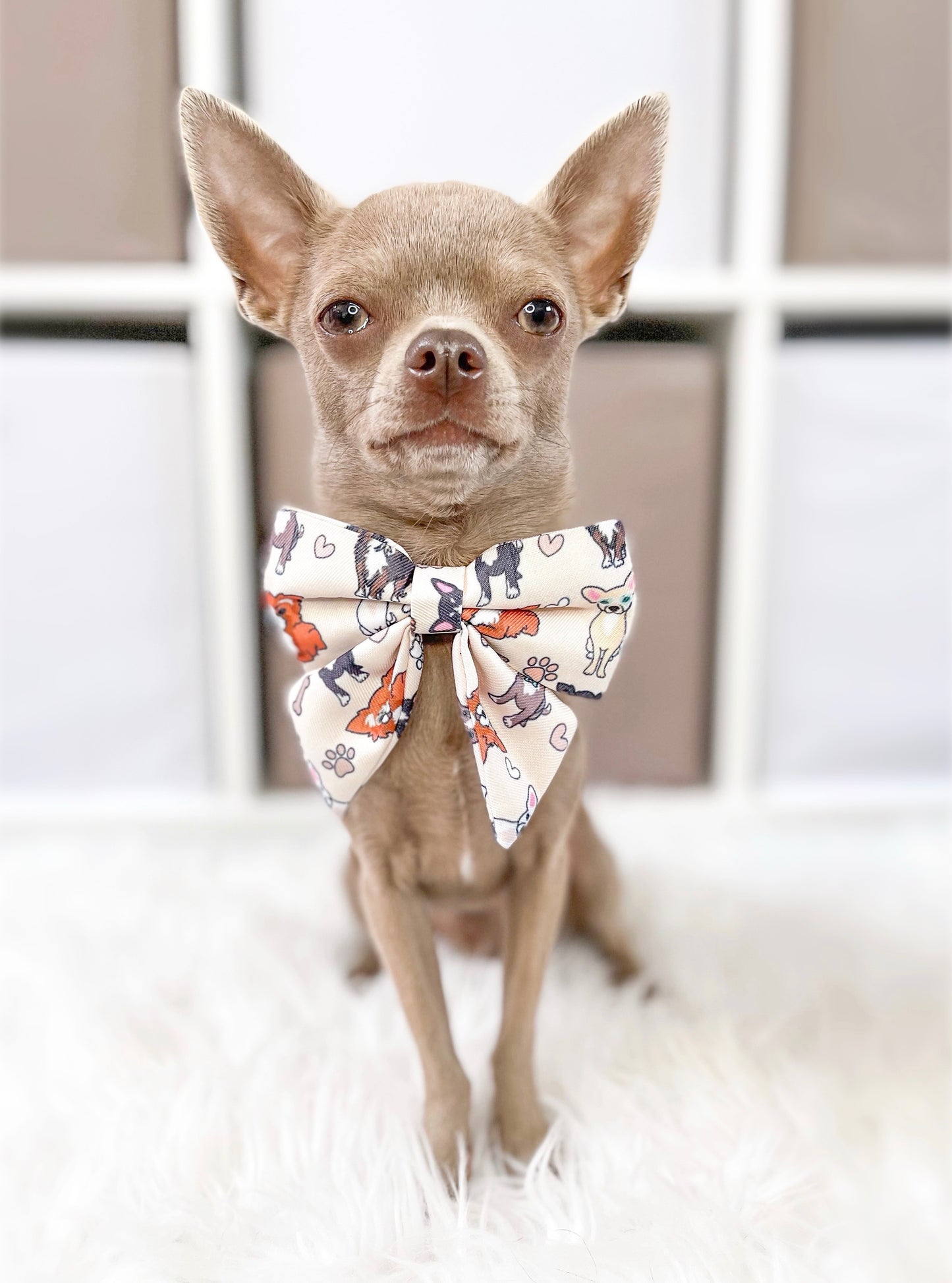 The Chihuahua Bow Tie