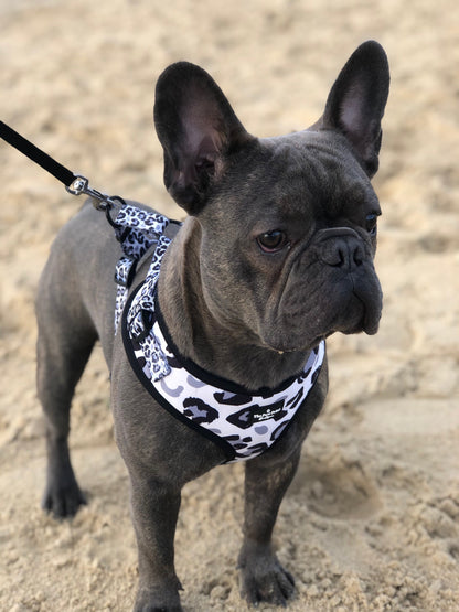 The Snow Leopawrd Harness